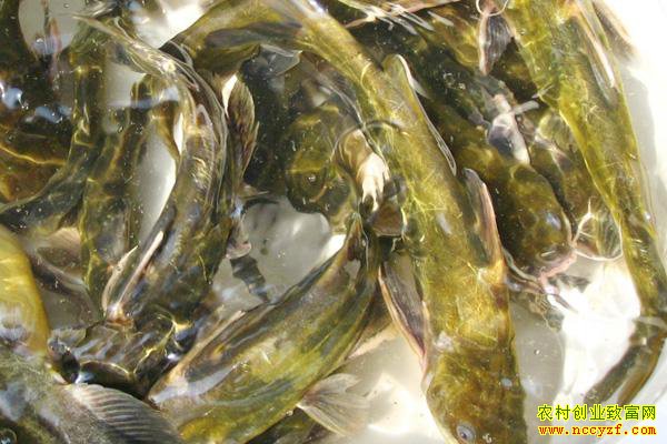 ��������Ǯһ�2018��5��7�ջ���������չ��۸�