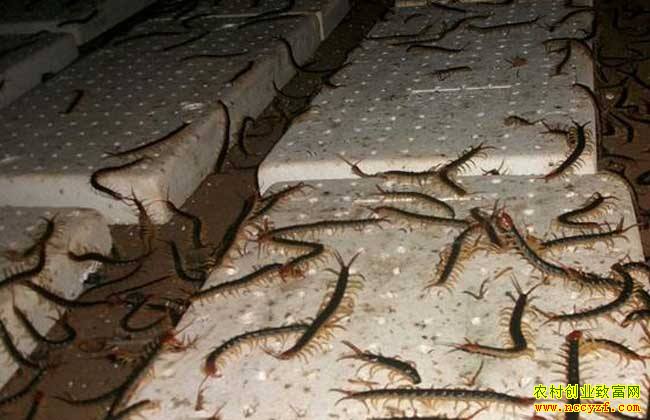 2018�����۸��������Ʒ���