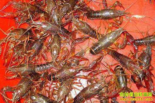 ����С��Ϻ�۸�Ϊ�Ρ������ߡ�