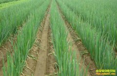 ��м۸��������� ר��Ԥ������г���ƣ��