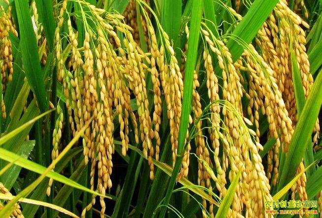 2018����ֲ���ס��󶹡�ˮ�����첹��