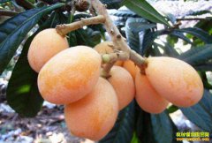 新季枇杷接茬上市 枇杷价格出现回落