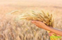 С���ո�۸����ǣ���С���չ���0.5Ԫ/��������ô����