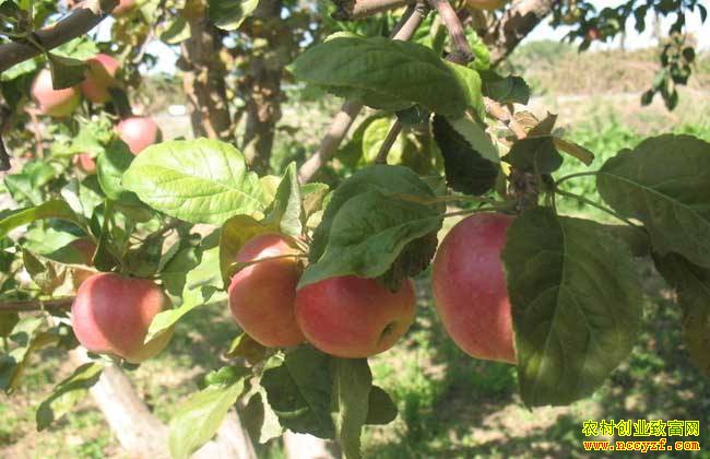 全国苹果预计减产五分之一 今年苹果价格有望提高
