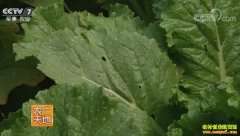 [ũ�����]�����ķ�������μ�����Ƶ