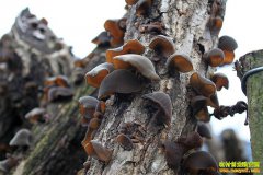 ����� �Ĵ��ന��ľ���ɡ����족