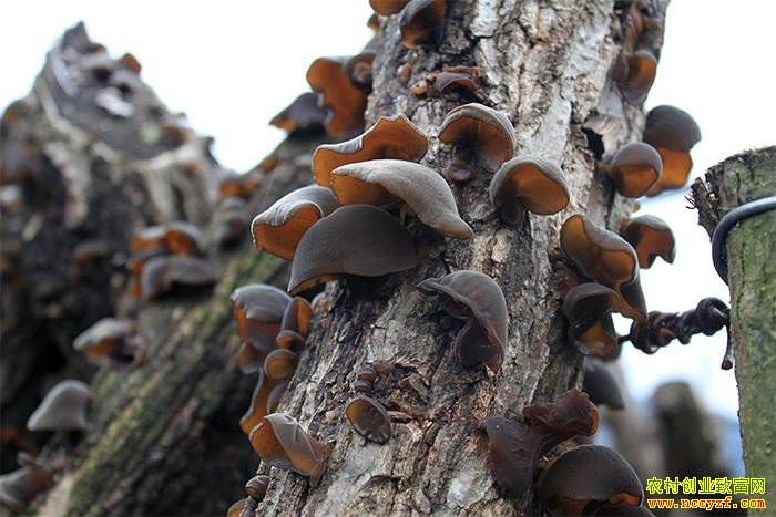 ����� �Ĵ��ന��ľ���ɡ����족