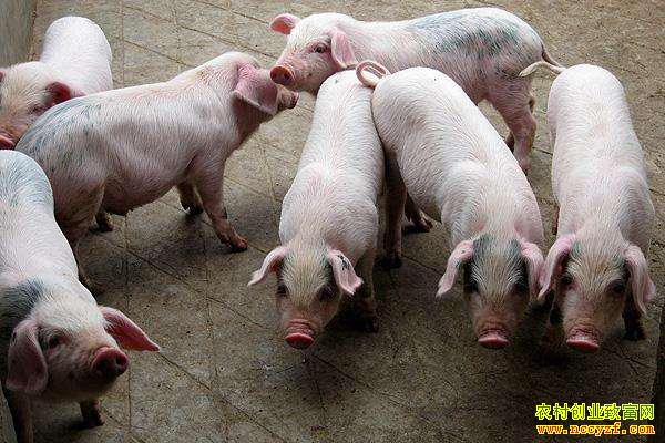 ������������ɻ��ʣ�