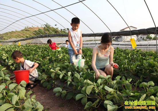 ������Ӫ����ũҵ����ɫ����Ի�������ũҵ��չ�Ĺؼ�