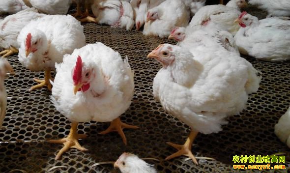 �⼦�۸����� ��ֳ�������̲�ҪäĿ����