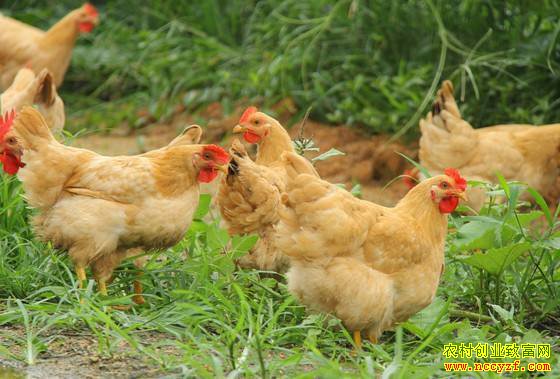 ȥũ�崴ҵҪ���� ��Ҫ������