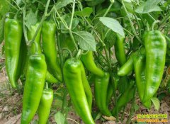 ���⡢�����۸���µ� ũ������������׼��