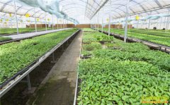 ������ɫ�л�ũҵ��Ҫע��ļ�������