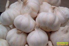 国际大蒜种植面积扩大 我国大蒜出口受到影响