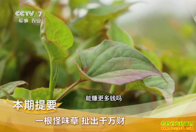 [�¸���]һ����ζ�� ����ǧ��� �����������������Ȳ���ֲ�¸���