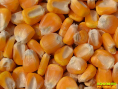 ���׼۸�ص� 7���ܷ�ӭ�����׼۸����ǣ�