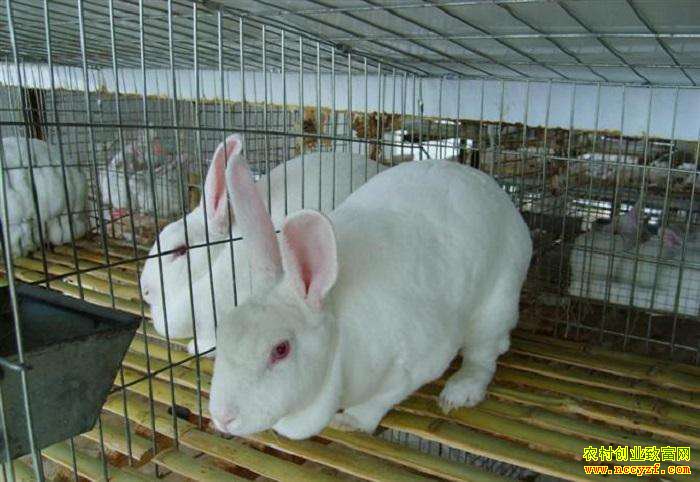 �������á�̡�ü۸�����