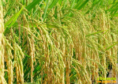 �絾�����ջ����� ˮ�������нϴ󲨶�����