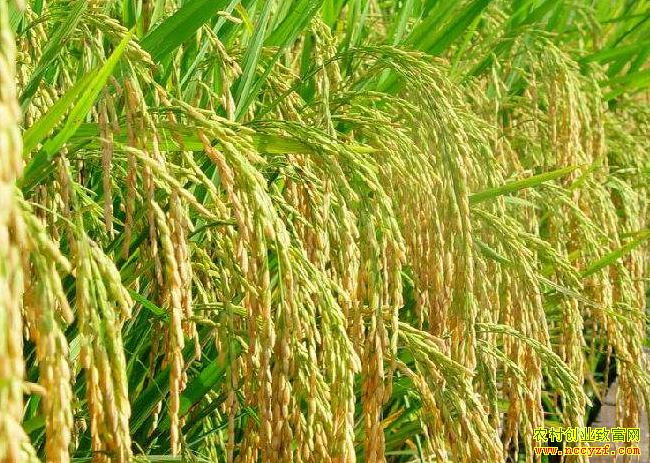 �絾�����ջ����� ˮ�������нϴ󲨶�����