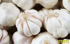 大蒜价格跌穿成本线 这里的蒜农为啥不慌张?