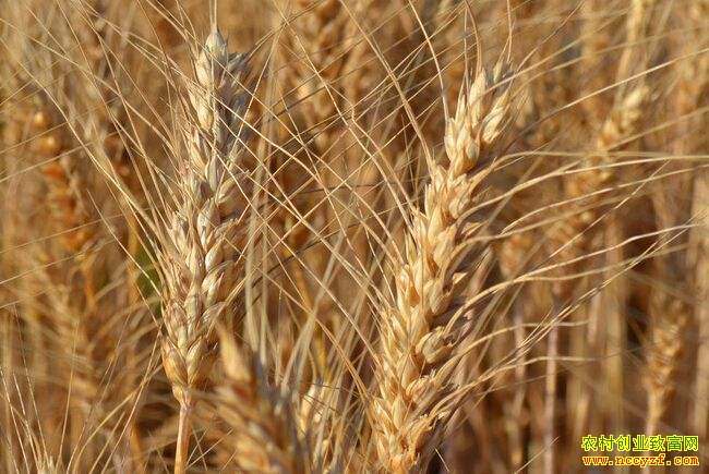 近期小麦价格会不会持续下滑