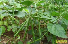 �෽����Ӱ�� �̶��н��ۿ���