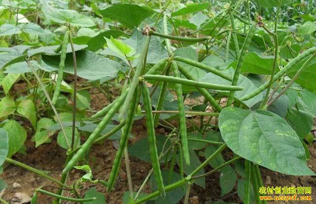 �෽����Ӱ�� �̶��۸����µ�����