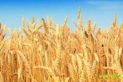 ��ѧ��С��۸��������� ר��Ԥ��δ��С����������