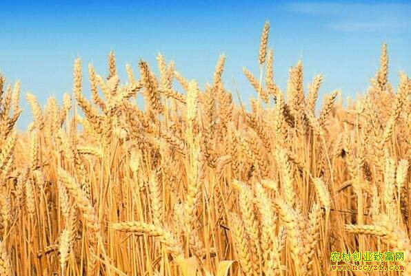 С��۸��𲽻��� ʲôʱ����С��۸�ߣ�