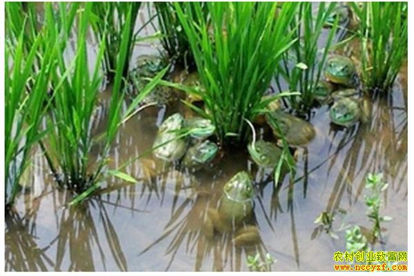 �Ĵ�������ɽ�����澩���紴ҵ������