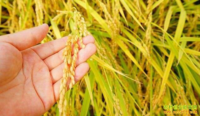 �絾�۸������н� ר��Ԥ�����ˮ���۸񽵷�����̫��