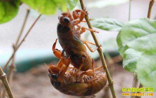 �ӱ������Ϲ۴��԰�����Ч��� һ�������ë��