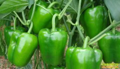 ���������۸񣺸������ȶ����� ��������¶�����ǡ�