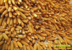 �����������ڼ� ר��Ԥ��������׼۸�����γɸ߿�����