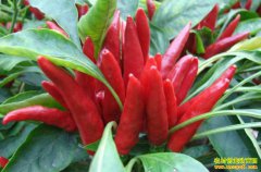 2019�������г��۸���������Ԥ��