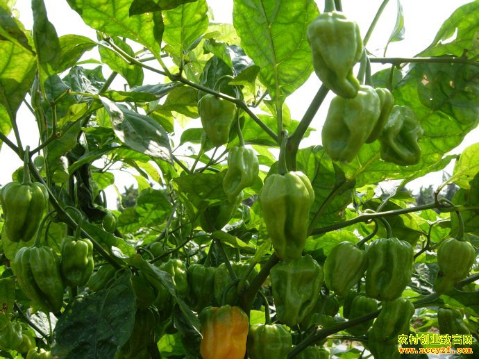 �����ϳ������۸�����