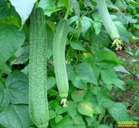 �������߲�Խ������ �г�ǰ���ܷ�����߸ߣ�