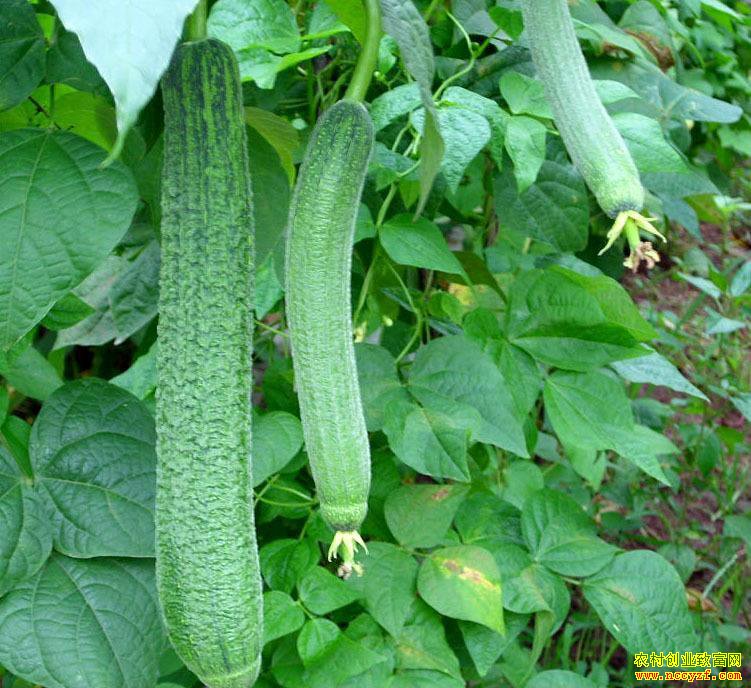 �������߲�Խ������ �г�ǰ���ܷ�����߸ߣ�