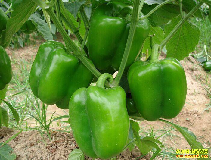 8��8���������飺ӡ�Ƚ��۸��ߵ� �½��۸�����