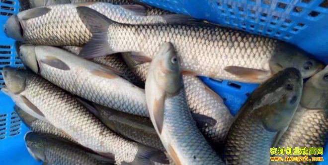 �Ϸ����ֵ�������۸��߸� �������ȵ�ˮ���г�����