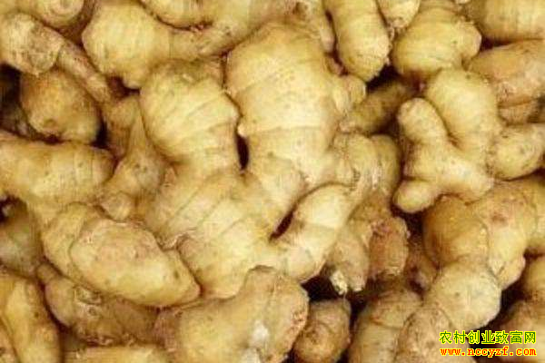 8月11日山东生姜市场行情:扎堆出货仍存,行情难以维稳