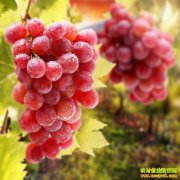 葡萄价格总体较好 专家预测未来葡萄行情走势