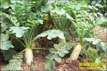 �������ֲʲô�߲˺ã�