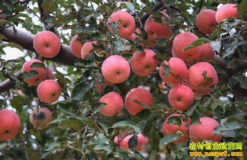 ƻ����ɫ������ʲôԭ��