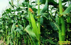 ��ֲ����Ч����Σ������׼������� ���ڿ������г���ӭ������