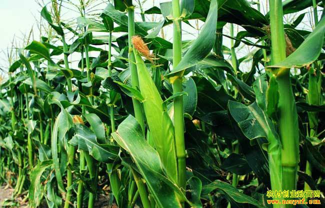 ��ֲ����Ч����Σ������׼������� ���ڿ������г���ӭ������