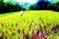 �Ĵ����������Ƶ�����Ѽ��Ǯ׬