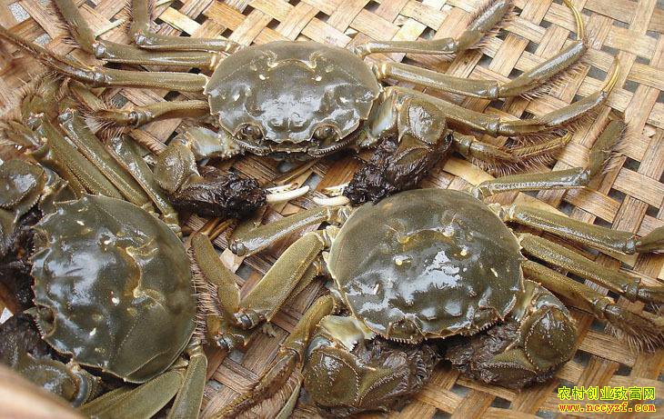 ��բз����Ǯһ�2018��9��11�ս������´�բз�����۸��չ���ֱ���ۣ�