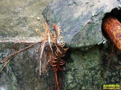 �������ء�ʯͷ����Ҳ�ܡ��ͽ𡱣������¸������Ƽ�����