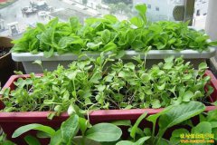 ��ͥ΢ũҵ�߽���̨�ݶ� ��ɳ�����ҵ δ��ǰ����